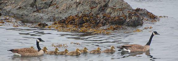 Geese and goslings, San Juan Island. Photo by Alex Shapiro.